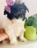 Teacup Tina, a female Maltipoo for sale in Uniontown, OH – 4 of 7