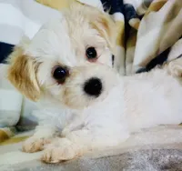 Minnie, a female Shichon for sale in Uniontown, OH – 4 of 6