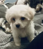 Snow white, a female Havanese for sale in Uniontown, OH – Photo 10 of 10