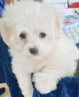 Snow white, a female Maltese for sale in Uniontown, OH – Photo 1 of 8