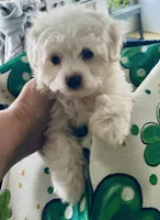 Snow white, a female Maltese for sale in Uniontown, OH – Photo 2 of 8