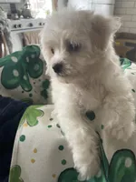 Snow white, a female Maltese for sale in Uniontown, OH – Photo 6 of 8