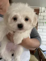 Snow white, a female Maltese for sale in Uniontown, OH – Photo 3 of 8