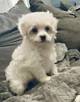 Snow white, a female Havanese for sale in Uniontown, OH – Photo 2 of 10