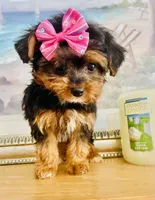 Teacup Tia, a female Morkie for sale in Uniontown, OH – 8 of 9