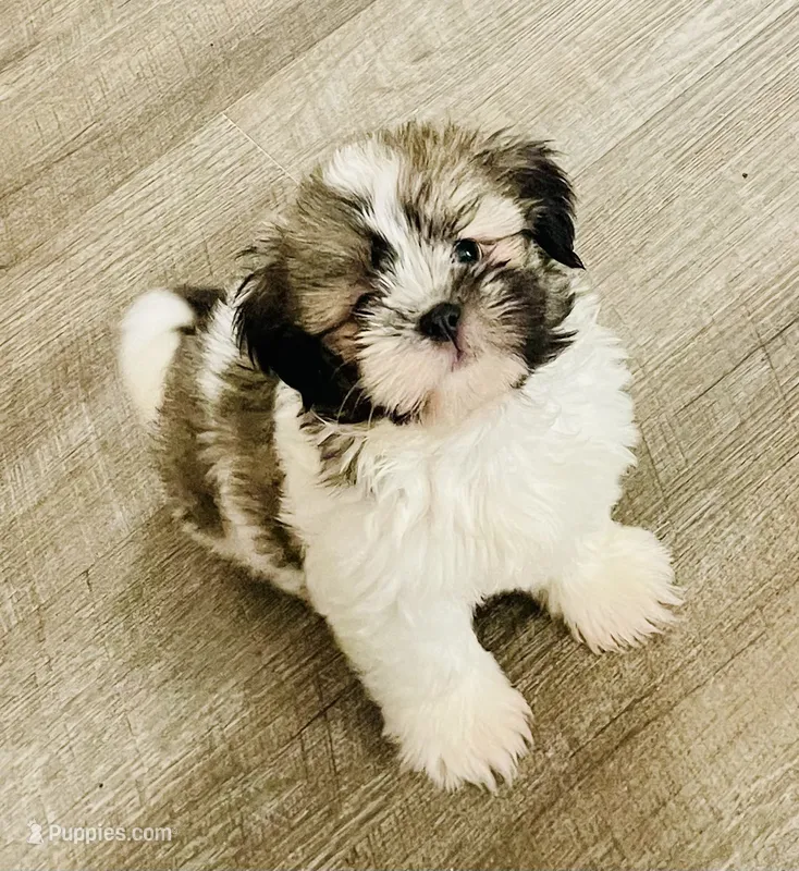 Grady – Shih Tzu puppy for sale in Uniontown, OH