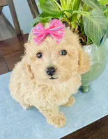 Tiny Torie, a female Maltipoo for sale in Uniontown, OH – 7 of 7