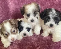 Sophie, a female Havanese for sale in Uniontown, OH – 8 of 8