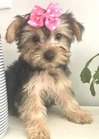 Sierra, a female Yorkshire Terrier for sale in Uniontown, OH – 3 of 8