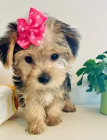 Tiny Tiarra, a female Yorkshire Terrier for sale in Uniontown, OH – 4 of 7