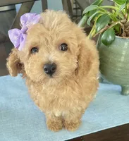 Tiny tulip, a female Maltipoo for sale in Uniontown, OH – 5 of 7