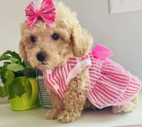 Tiny Torie, a female Maltipoo for sale in Uniontown, OH – 3 of 7