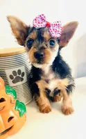 Teacup Pumpkin, a female Yorkshire Terrier for sale in Uniontown, OH – 4 of 9