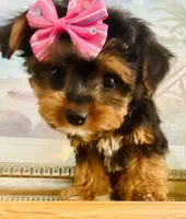Teacup Tia, a female Morkie for sale in Uniontown, OH – 2 of 9