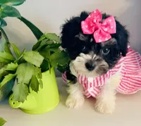 Toy sized Star, a female Havanese for sale in Uniontown, OH – 2 of 7