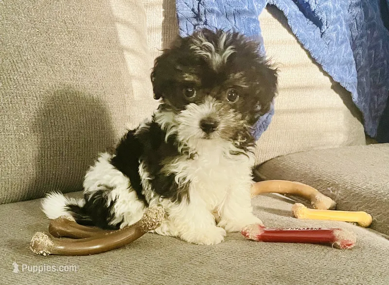 Toy sized Kelly – Havanese puppy for sale in Uniontown, OH