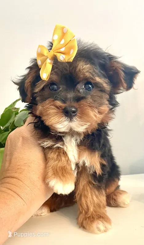 Teacup Talia – Morkie puppy for sale in Uniontown, OH