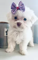 Tiny Jade, a female Maltese for sale in Uniontown, OH – 2 of 9
