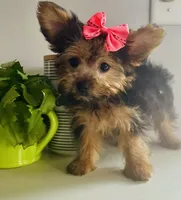 Tiny, a female Yorkshire Terrier for sale in Uniontown, OH – 3 of 7
