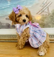 Tiny tulip, a female Maltipoo for sale in Uniontown, OH – 2 of 7