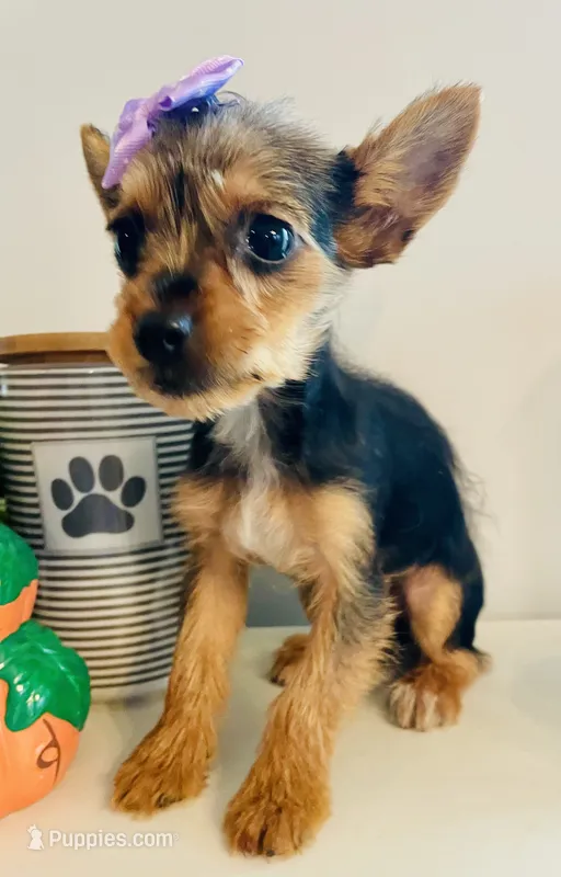 Teacup Autumn – Yorkshire Terrier puppy for sale in Uniontown, OH