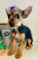 Teacup Autumn, a female Yorkshire Terrier for sale in Uniontown, OH – 1 of 8
