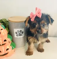 Teacup pumpkin, a female Yorkshire Terrier for sale in Uniontown, OH – 2 of 9