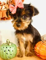 Little Candy, a female Yorkshire Terrier for sale in Uniontown, OH – 5 of 8