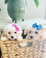 Teacup Tenley, a female Maltese for sale in Uniontown, OH – 2 of 7