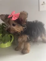Tiny, a female Yorkshire Terrier for sale in Uniontown, OH – 2 of 7