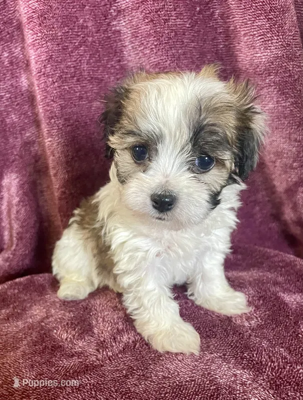 Stuart – Havanese puppy for sale in Uniontown, OH