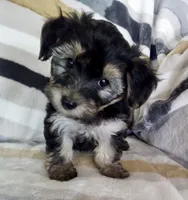 Morris, a male Shichon for sale in Uniontown, OH – 1 of 5