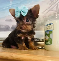 Queenie  (teacup), a female Yorkshire Terrier for sale in Uniontown, OH – 6 of 6