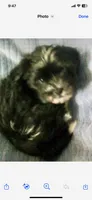 Black and white , a male Havanese for sale in Uniontown, OH – 8 of 8