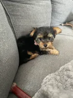 Luna, a female Yorkshire Terrier for sale in Uniontown, OH – 2 of 7