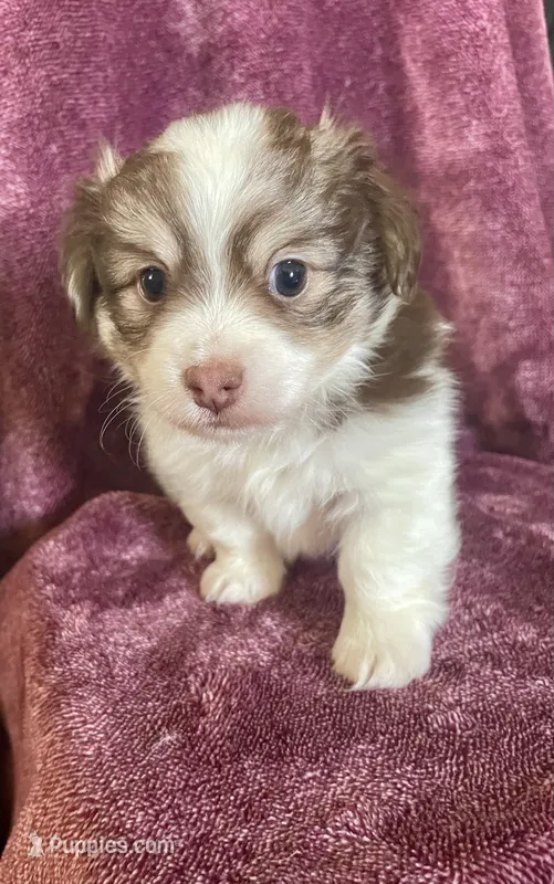 Skylar – Havanese puppy for sale in Uniontown, OH