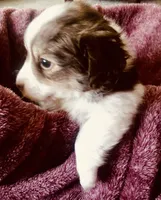 Stuart, a male Havanese for sale in Uniontown, OH – 2 of 4