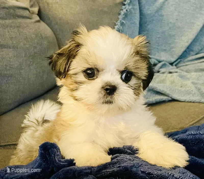 Tulip – Shih Tzu puppy for sale in Uniontown, OH