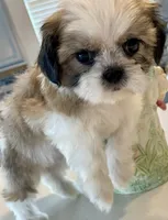 Tulip, a female Shih Tzu for sale in Uniontown, OH – Photo 5 of 8