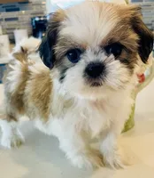 Tulip, a female Shih Tzu for sale in Uniontown, OH – Photo 1 of 8