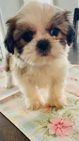 Tulip, a female Shih Tzu for sale in Uniontown, OH – Photo 6 of 8