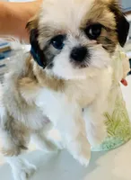 Tulip, a female Shih Tzu for sale in Uniontown, OH – Photo 7 of 8