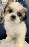 Tulip, a female Shih Tzu for sale in Uniontown, OH – Photo 3 of 8