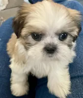 Tulip, a female Shih Tzu for sale in Uniontown, OH – Photo 2 of 8