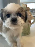 Tulip, a female Shih Tzu for sale in Uniontown, OH – Photo 8 of 8
