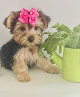 Sierra, a female Yorkshire Terrier for sale in Uniontown, OH – 4 of 8