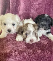 Brown and white, a male Havanese for sale in Uniontown, OH – 2 of 7