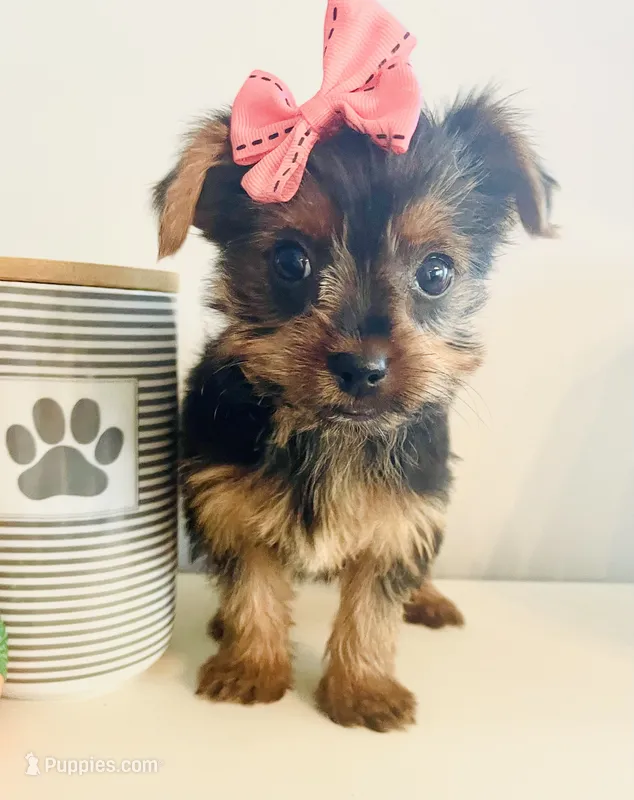 Teacup pumpkin – Yorkshire Terrier puppy for sale in Uniontown, OH