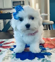 Little Darcy, a female Maltese for sale in Uniontown, OH – 4 of 8