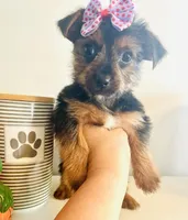 Teacup Candy, a female Yorkshire Terrier for sale in Uniontown, OH – 8 of 10